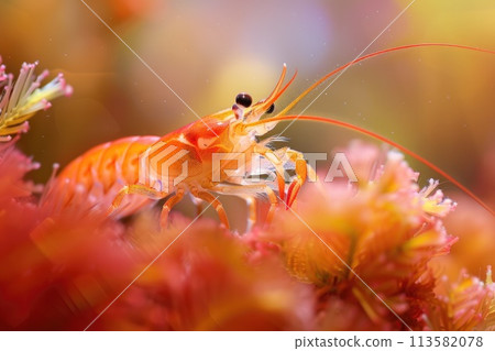 A vivid macro image of a marine shrimp navigating the rich textures of a coral reef A vivid macro image of a marine shrimp navigating the rich textures of a coral reef 113582078