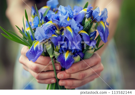 A woman hands gracefully holding a bouquet of striking purple irises 113582144