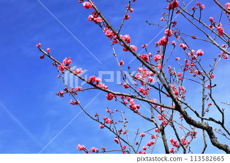 [Kagawa Prefecture] Special Place of Scenic Beauty: Ritsurin Garden (Plum Blossoms) 113582665