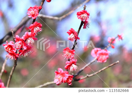 [Kagawa Prefecture] Special Place of Scenic Beauty: Ritsurin Garden (Plum Blossoms) 113582666