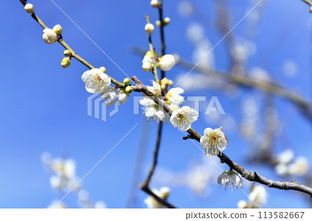 [香川縣] 特別名勝栗林公園（梅花） 113582667