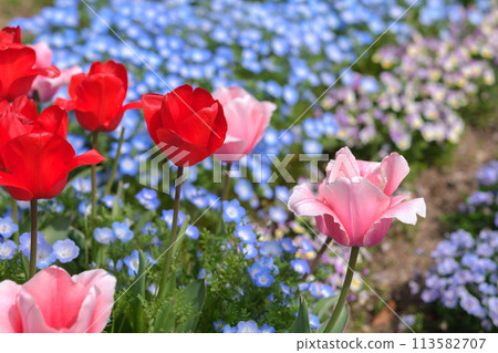 鬱金香和Nemophila 鬱金香和Nemophila 113582707