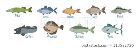 Freshwater Fish Side View with Name Inscription Vector Set 113582720