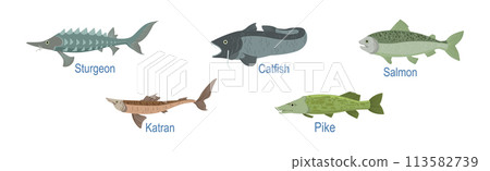 Freshwater Fish Side View with Name Inscription Vector Set 113582739