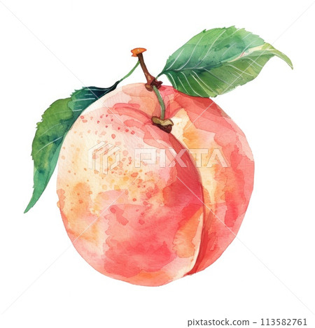 A delicate watercolor of a ripe peach A delicate watercolor of a ripe peach 113582761