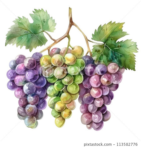 A cluster of grapes in deep purples and greens done in watercolor A cluster of grapes in deep purples and greens done in watercolor 113582776