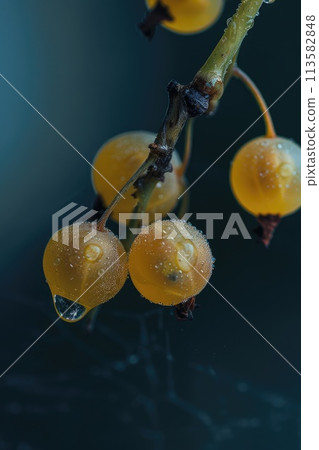 Golden currants glisten with morning dew 113582848