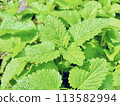 Lemon balm leaves growing in a field in spring 113582994