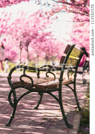 bench in public park blooming sakura tree on background 113583370