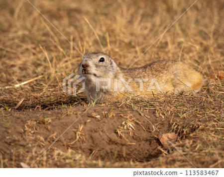 Prairie dog is laying near its hole and looking at a camera Prairie dog is laying near its hole and looking at a camera 113583467
