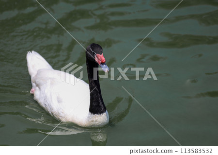 The black neck and White goose in river 113583532