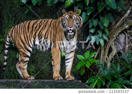Close up Indochinese tiger is beautiful animal and dangerous in forest 113583537