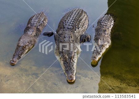 The salt crocodile swimming on the river near canal 113583541