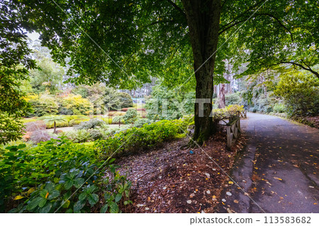 Dandenong Ranges Botanic Garden in Olinda Australia 113583682