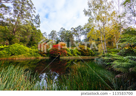 Dandenong Ranges Botanic Garden in Olinda Australia Dandenong Ranges Botanic Garden in Olinda Australia 113583700