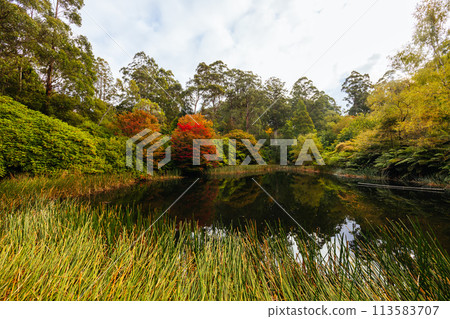 Dandenong Ranges Botanic Garden in Olinda Australia 113583707
