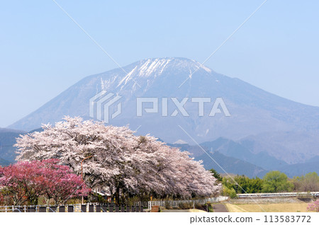 Mount Nantai and Sakura Embankment Mount Nantai and Sakura Embankment 113583772