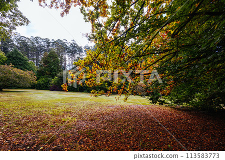 Dandenong Ranges Botanic Garden in Olinda Australia Dandenong Ranges Botanic Garden in Olinda Australia 113583773