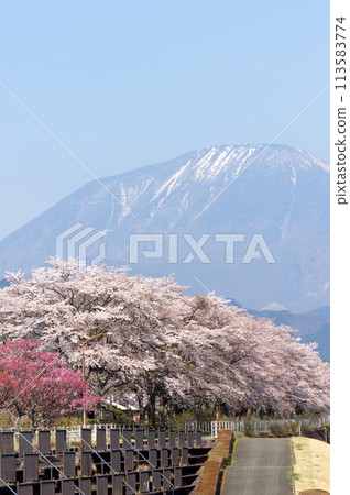 Mount Nantai and Sakura Embankment 113583774