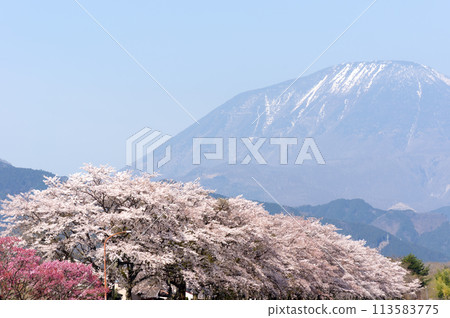Mount Nantai and Sakura Embankment 113583775