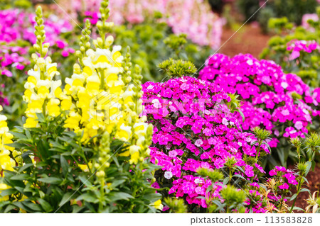 Dianthus Jolt Flowers in Australia 113583828