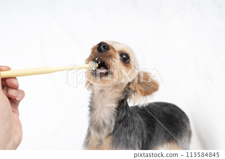 Yorkshire terrier to brush teeth 113584845