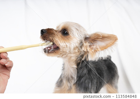 Yorkshire terrier to brush teeth 113584848