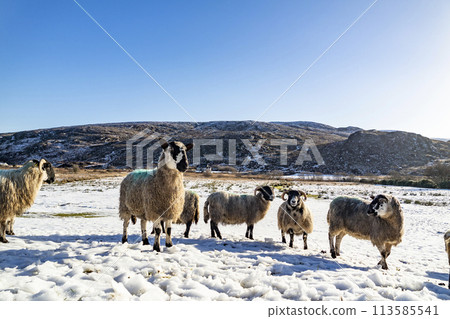Flock of sheep at a snow covered meadow in County Donegal - Ireland 113585541