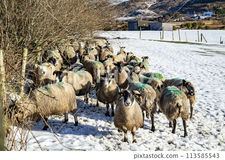 Flock of sheep at a snow covered meadow in County Donegal - Ireland Flock of sheep at a snow covered meadow in County Donegal - Ireland 113585543