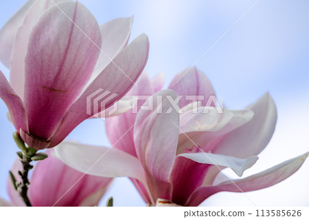 Magnolia Sulanjana flowers with petals in the spring season. beautiful pink magnolia flowers in spring, selective focusing. Magnolia Sulanjana flowers with petals in the spring season. beautiful pink magnolia flowers in spring, selective focusing. 113585626