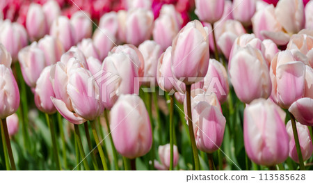 Tulip field. Pink tulips with white stripe close-up. Growing flowers in spring. Tulip field. Pink tulips with white stripe close-up. Growing flowers in spring. 113585628