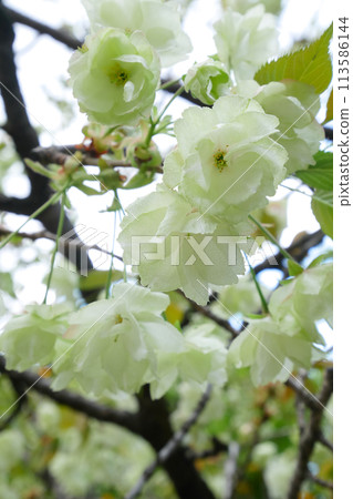 盛開的 Gyoi Kizakura - 3:2 版本 盛開的 Gyoi Kizakura - 3:2 版本 113586144