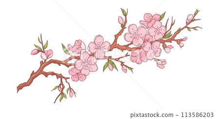 Spring sakura cherry blooming flowers bouquet. Isolated realistic pink petals, blossom, branches, leaves vector set. Design spring tree illustration 113586203