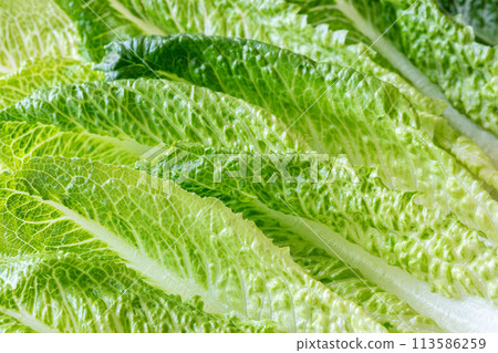 Romaine lettuce leaves 113586259