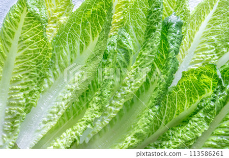 Romaine lettuce leaves Romaine lettuce leaves 113586261