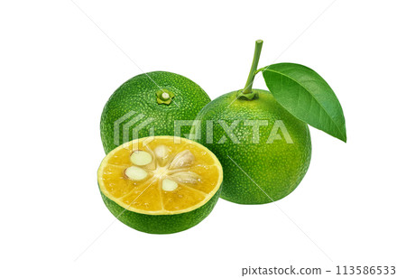 Shekwasha illustration realistic 113586533