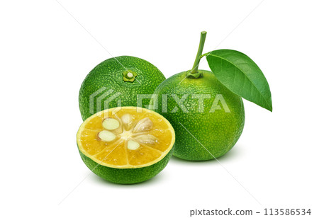 Shikwasa 插圖現實 113586534