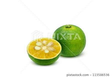 Shikwasa 插圖現實 Shikwasa 插圖現實 113586536