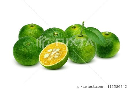 Shikwasa 插圖現實 113586542