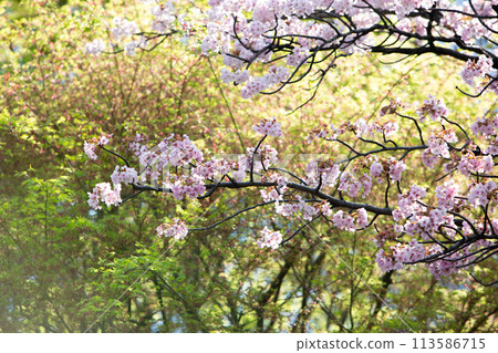 Sakura in Meguro Sakura in Meguro 113586715