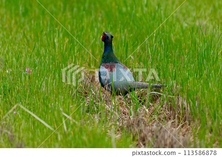 農田養殖雉雞♂ 113586878