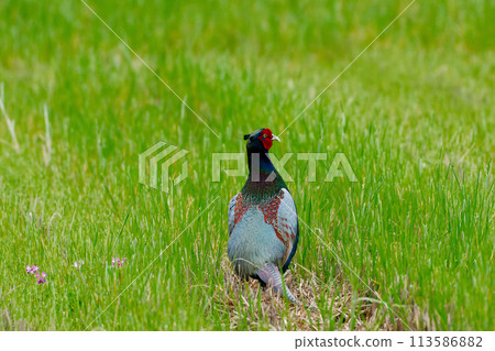 農田養殖雉雞♂ 113586882
