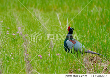 Pheasant breeding in farmland Pheasant breeding in farmland 113586883