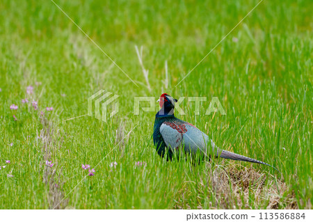 農田養殖雉雞♂ 113586884