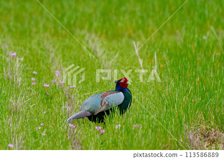 Pheasant breeding in farmland Pheasant breeding in farmland 113586889