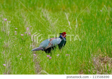 農田養殖雉雞♂ 113586890