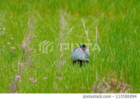 農田養殖雉雞♂ 113586894