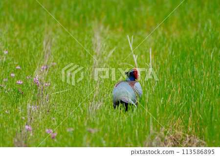 農田養殖雉雞♂ 113586895