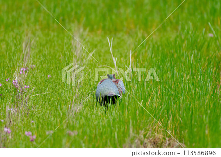 農田養殖雉雞♂ 113586896