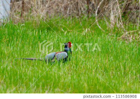 農田養殖雉雞♂ 113586908